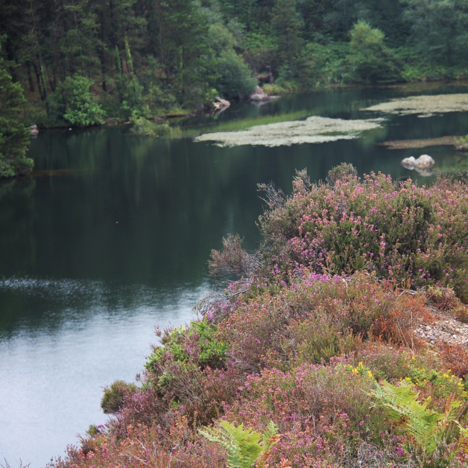 Pensées-Carrigfoyle_Quarry